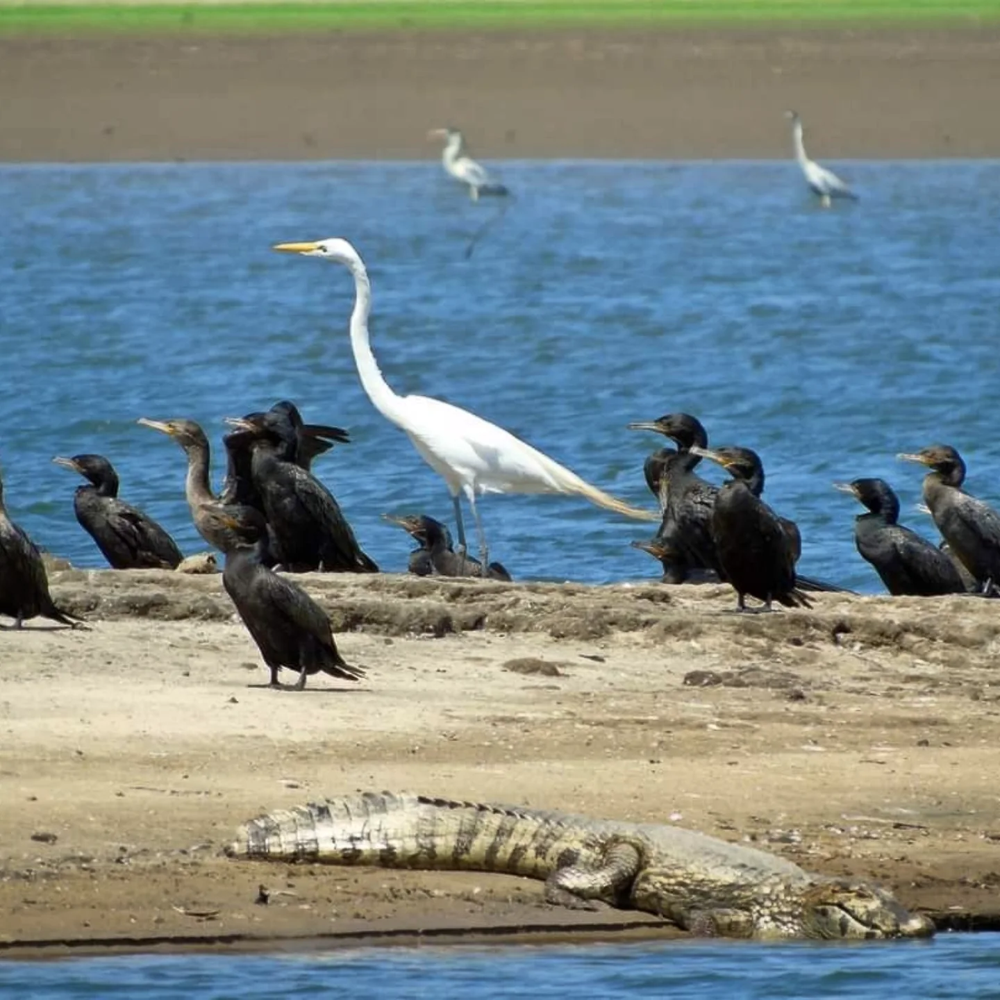 Avistaje de aves | Postal del Sol Excursiones 6