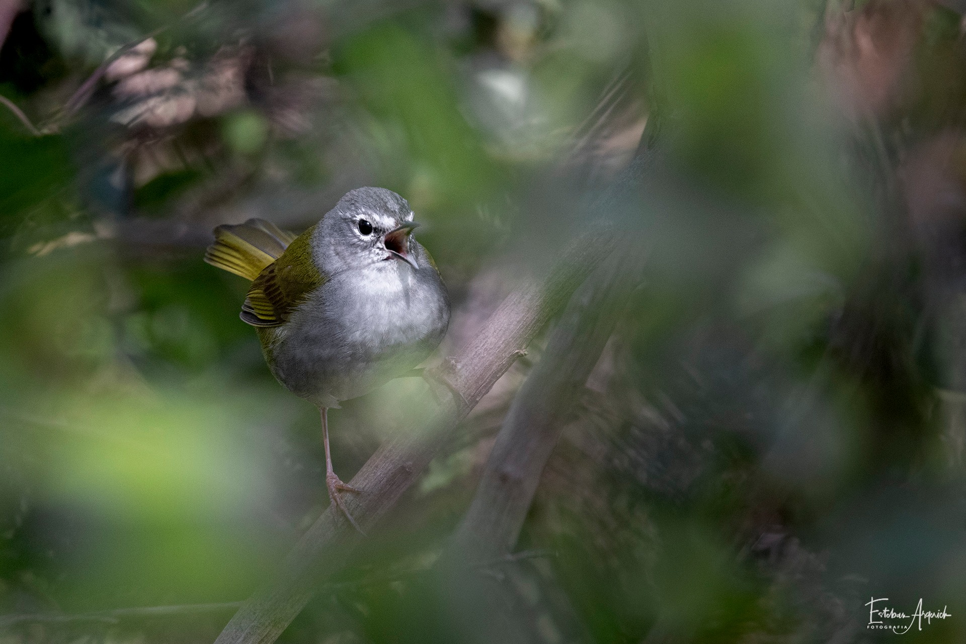 Fotografiar la naturaleza aprendiendo a mirar 8