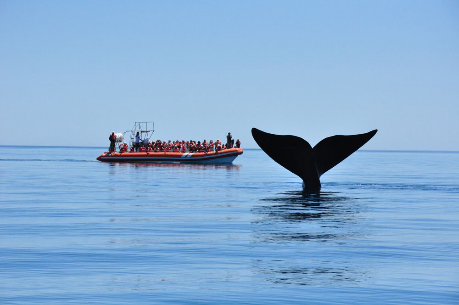 ¡Por fin! Todo listo para la temporada de ballenas en Argentina