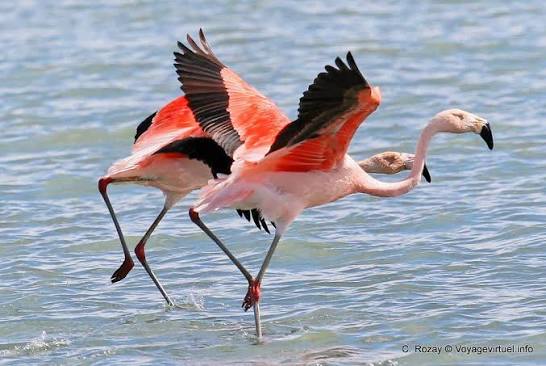 Guía de 3 días: Avistaje de flamencos en El Calafate 