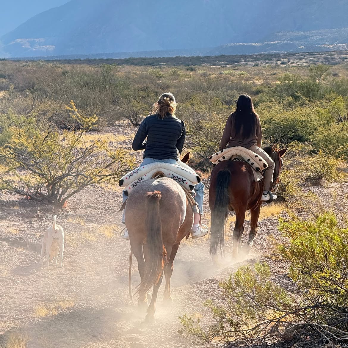 Equus Argentina | Salta 