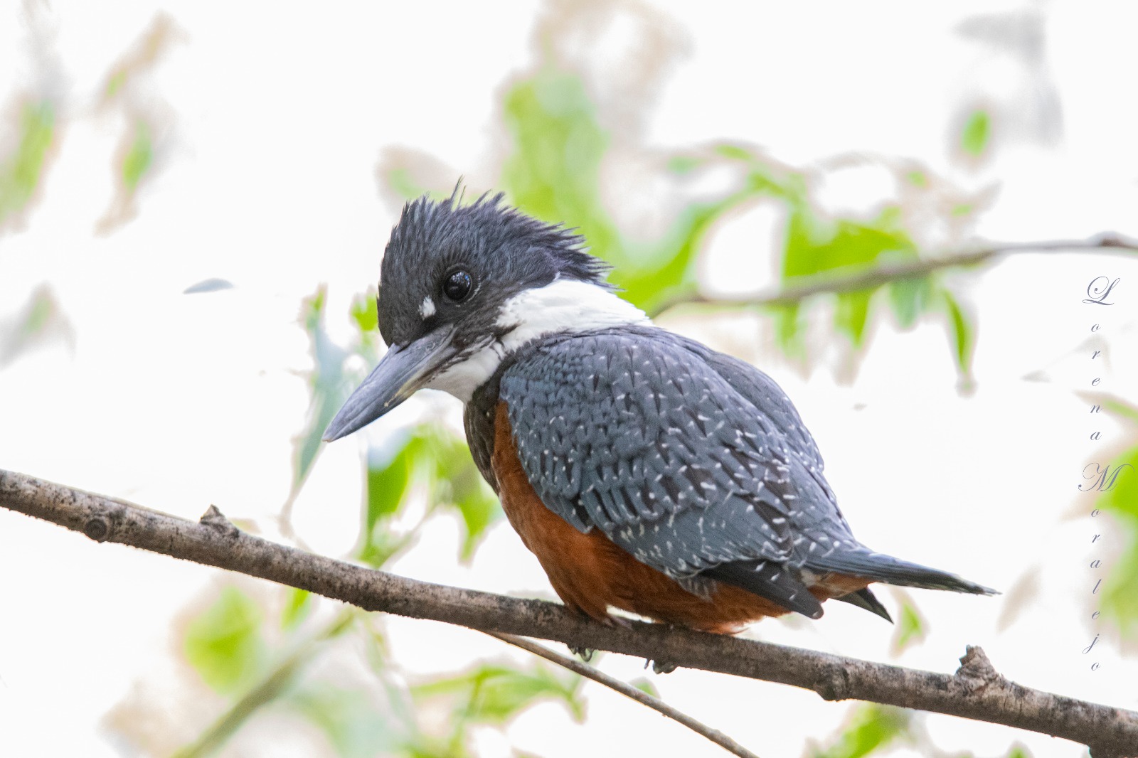 LORENA TE GUÍA - OBSERVACIÓN DE AVES E INTERPRETACIÓN DE LA NATURALEZA