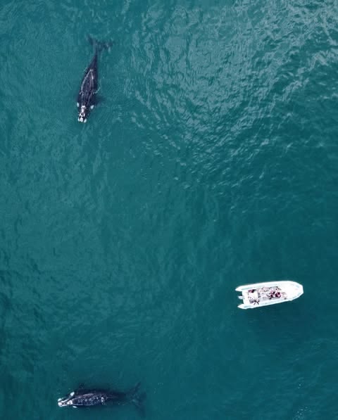 Cota Cero Buceo 1