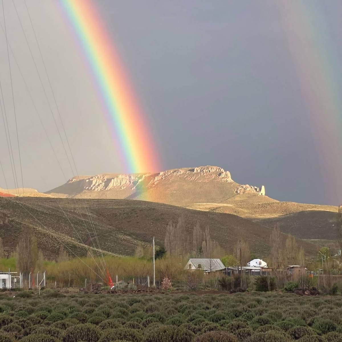 Lavandas del Limay 2