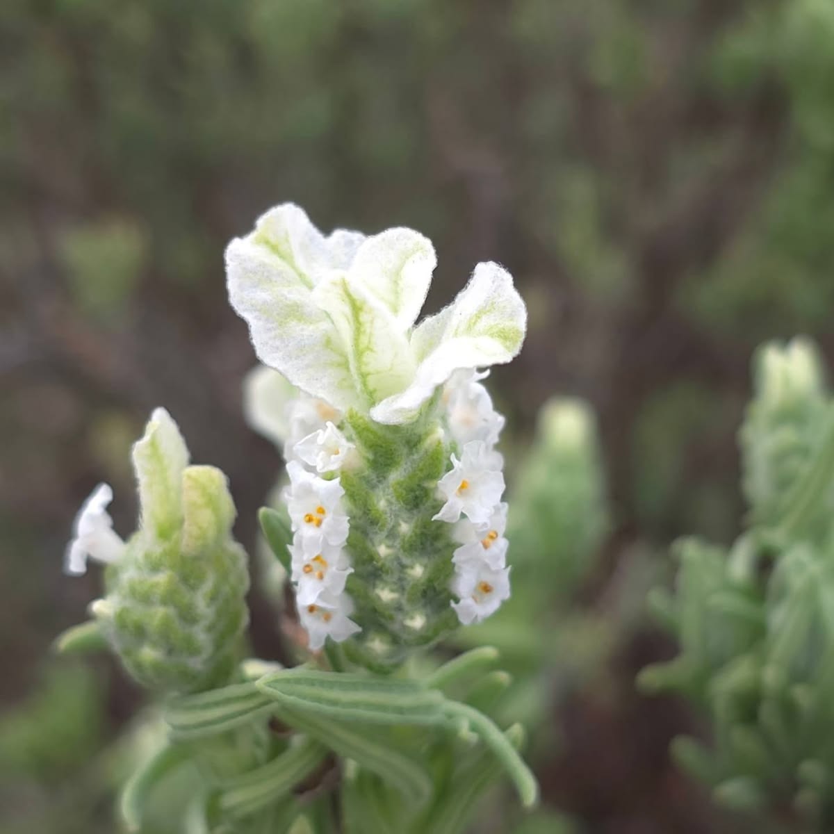 Lavandas del Limay 5