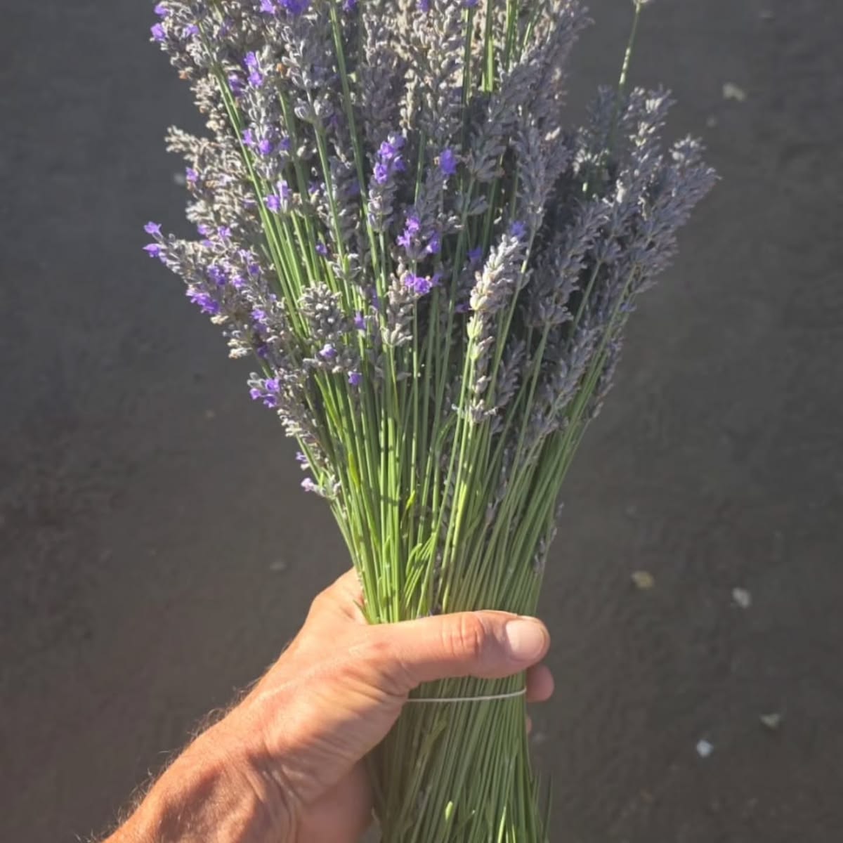 Lavandas del Limay 6