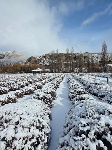 Lavandas del Limay 7