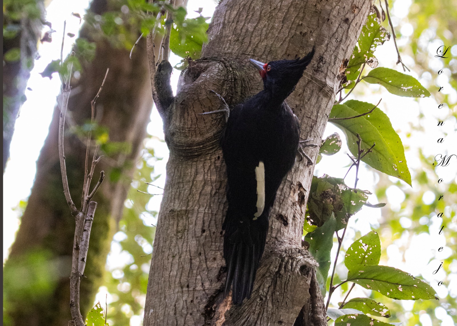 LORENA TE GUÍA - OBSERVACIÓN DE AVES E INTERPRETACIÓN DE LA NATURALEZA 2