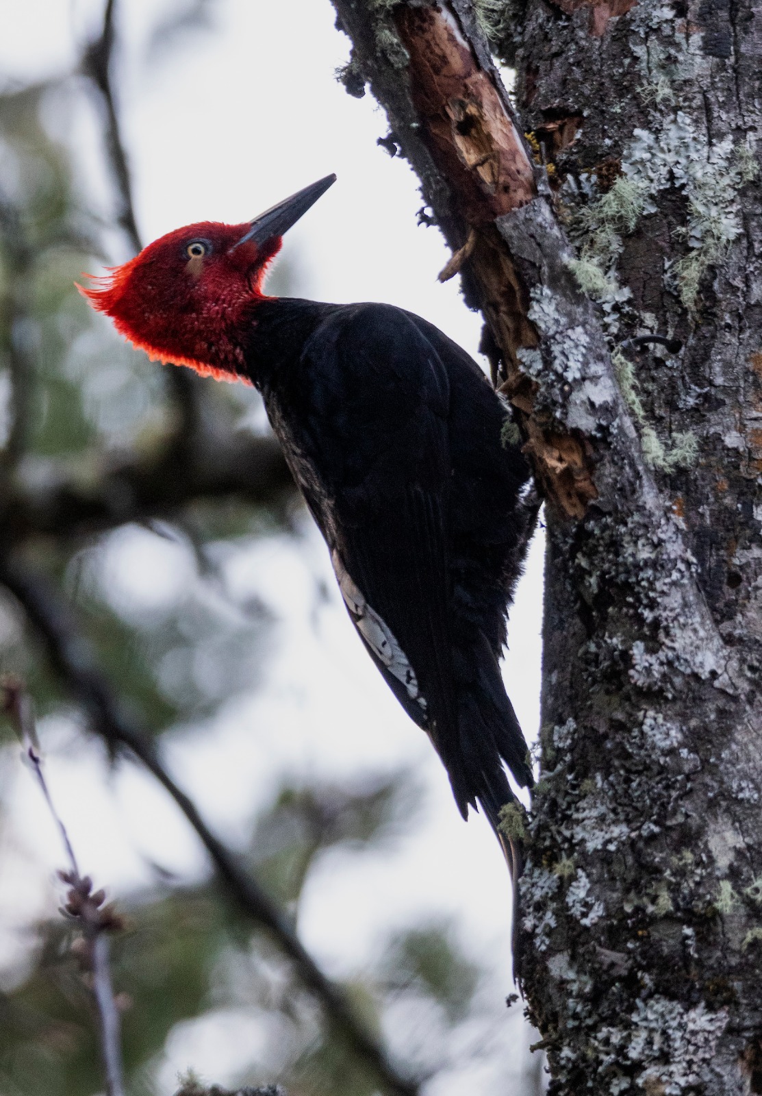LORENA TE GUÍA - OBSERVACIÓN DE AVES E INTERPRETACIÓN DE LA NATURALEZA 4